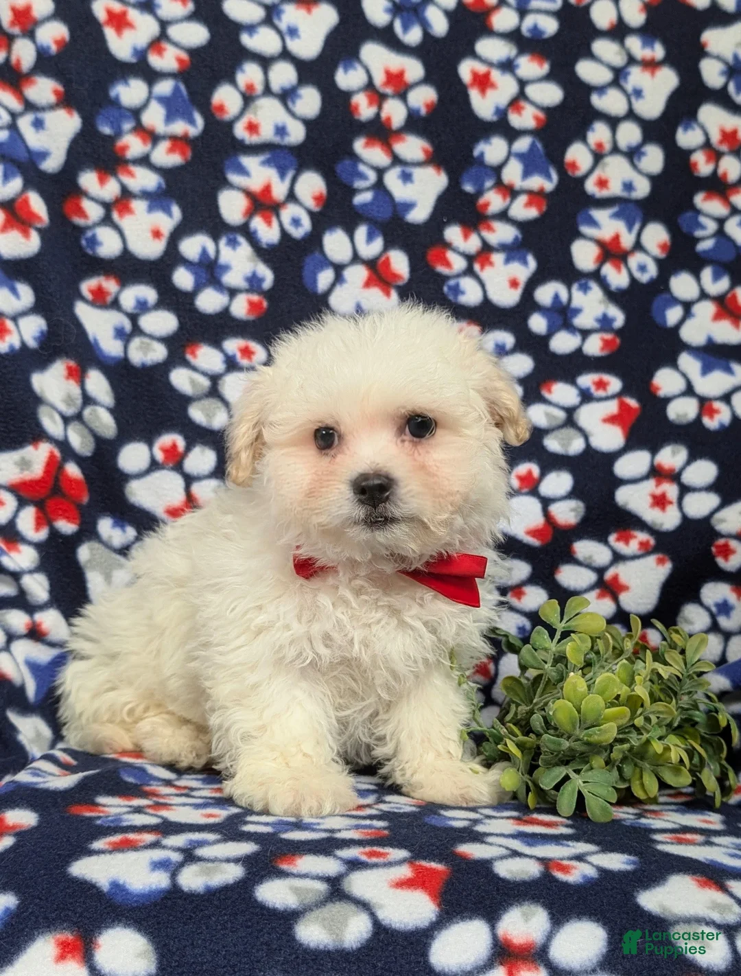 Bichon Frise dogs for sale: Bolton - Ad 7