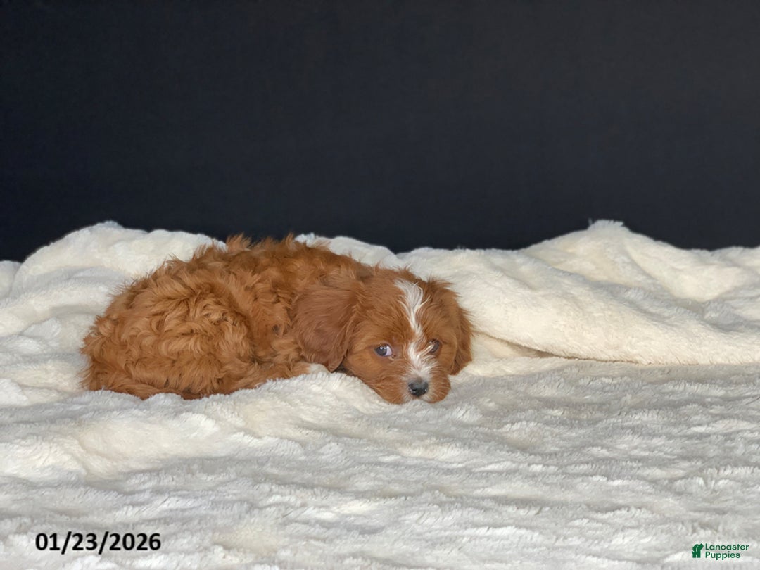 Cavapoo dogs for sale: Barbie - Ad 5