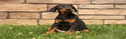 Doberman Pinscher dogs for sale: DAISY - Ad 4