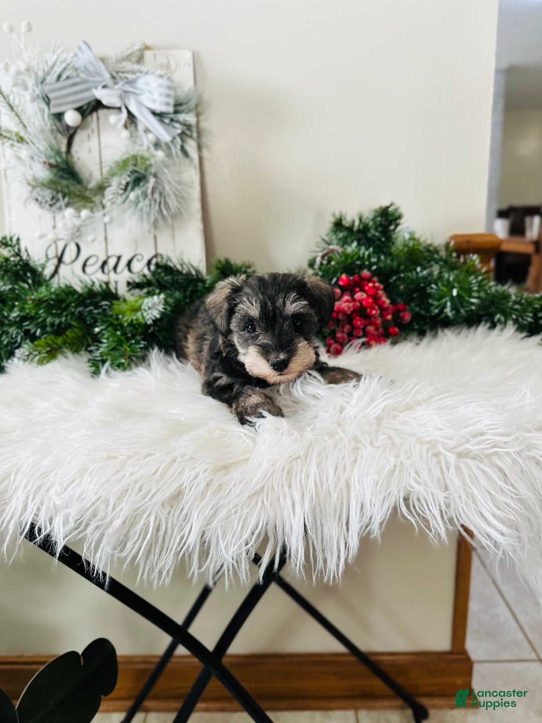 Miniature Schnauzer dogs for sale: Lyla - Ad 12