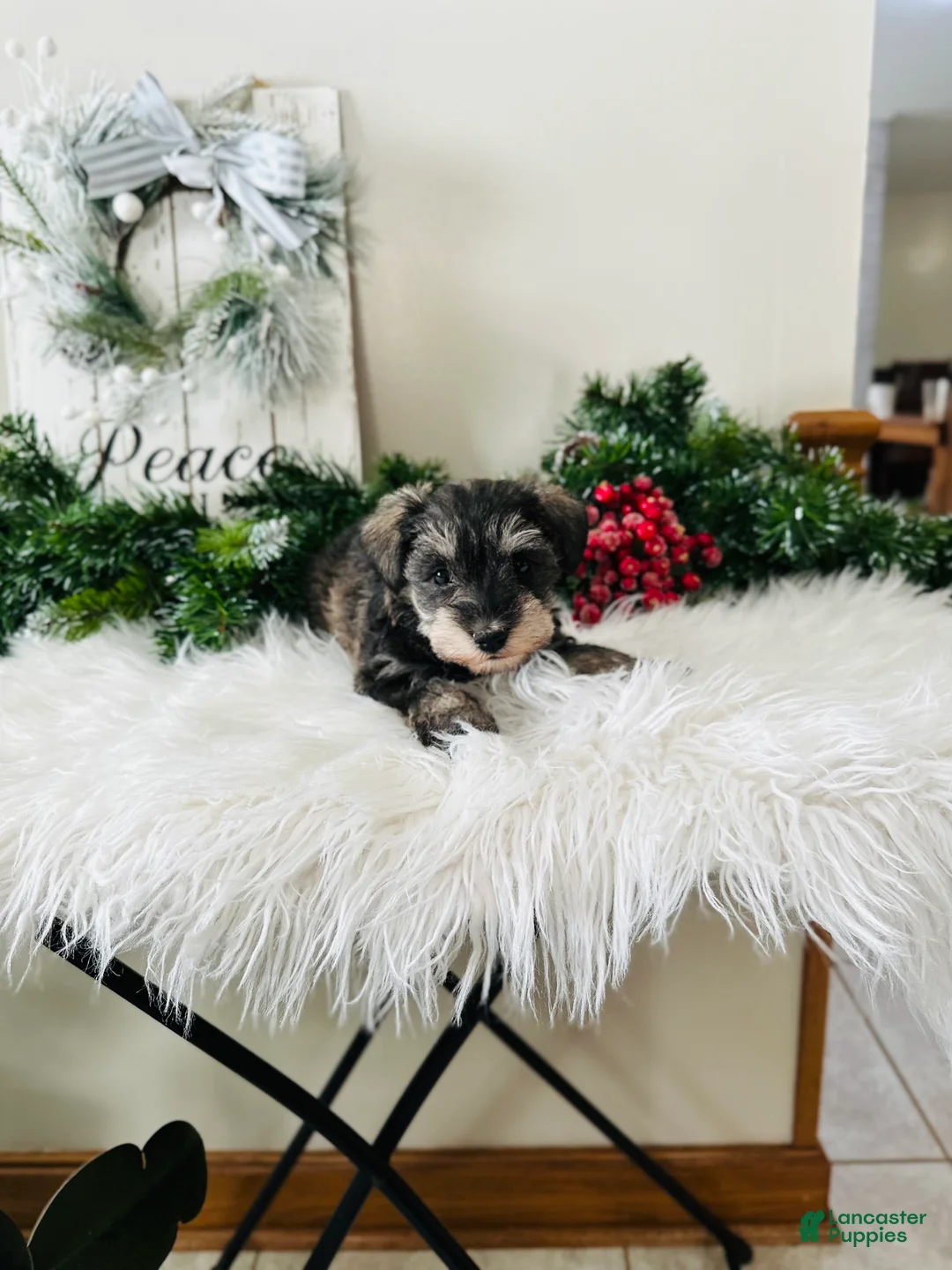 Miniature Schnauzer dogs for sale: Lyla - Ad 12