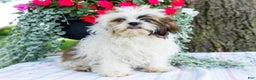 Shih Tzu dogs for sale: Jude - Ad 14