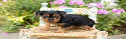 Yorkshire Terrier dogs for sale: Ollie - Ad 3