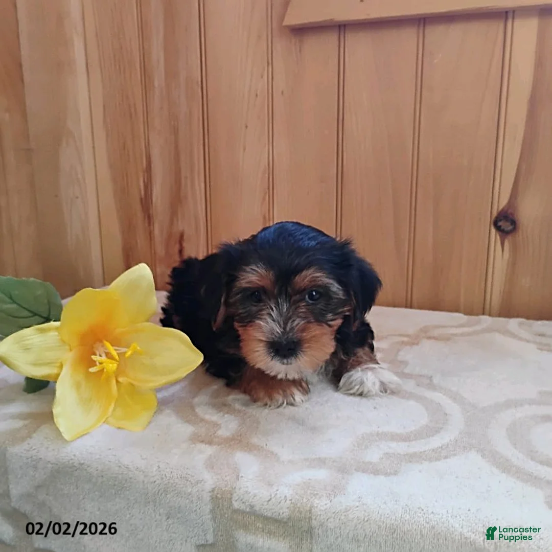 Yorkshire Terrier dogs for sale: Axton - Ad 2