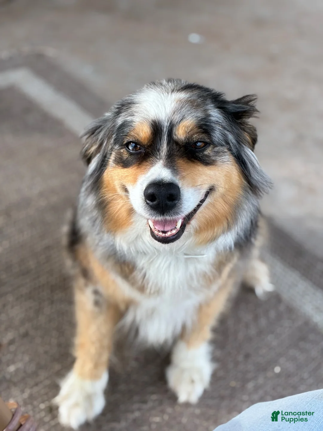 Australian Shepherd dogs for sale: Bronco - Ad 9