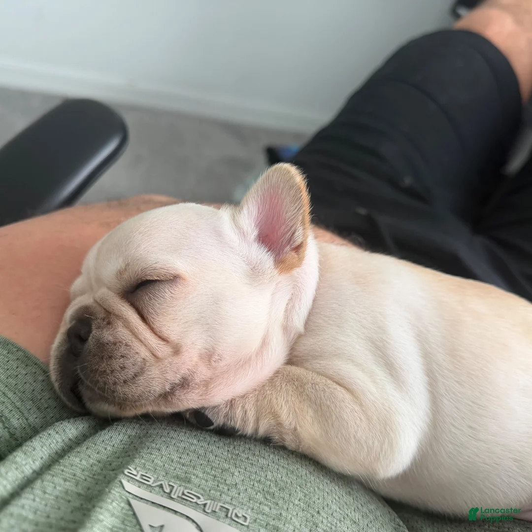 French Bulldog dogs for sale: The Kisser  - Ad 2