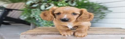 Dachshund dogs for sale: Hank - Ad 16