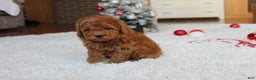 Toy Poodle dogs for sale: Connor - Ad 10