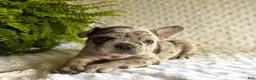 French Bulldog dogs for sale: Jack in The Box - Ad 1