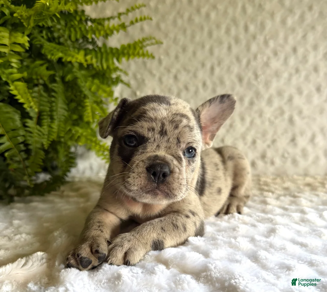 French Bulldog dogs for sale: Jack in The Box - Ad 1