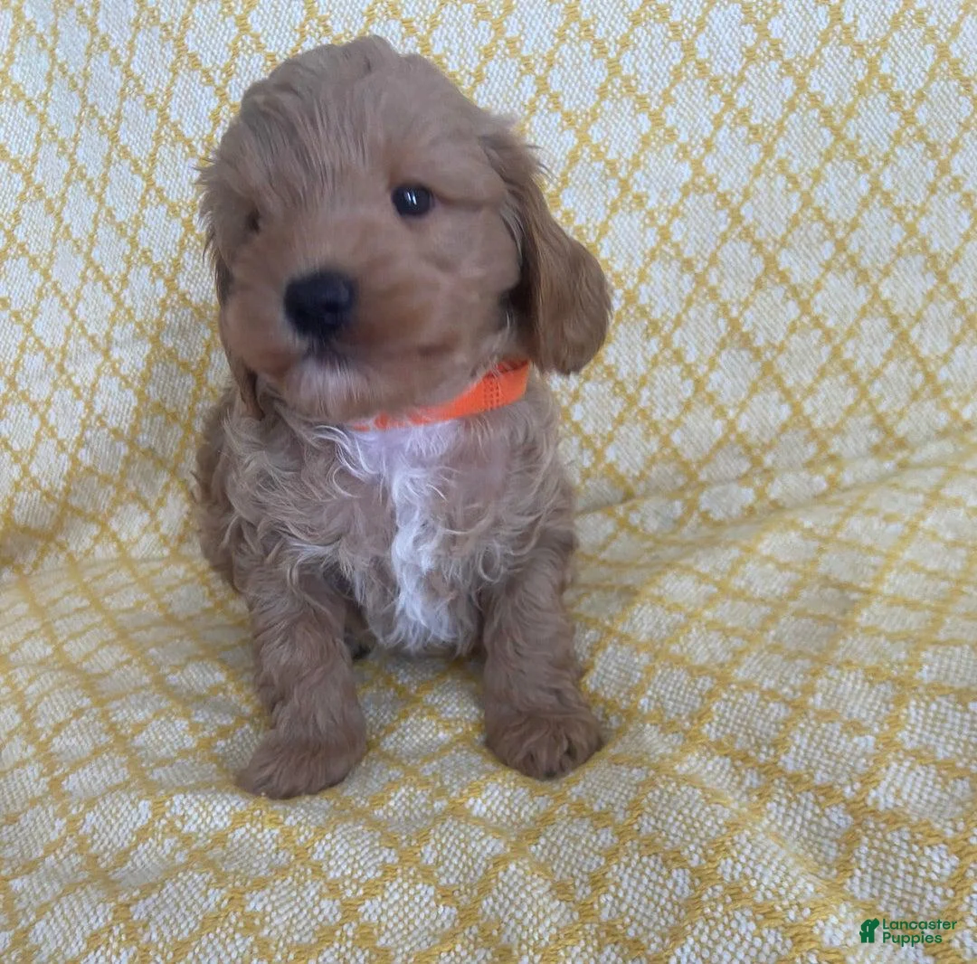 Maltipoo dogs for sale: Mike - Ad 8