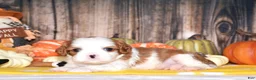Cavalier King Charles Spaniel dogs for sale: Champ - Ad 4