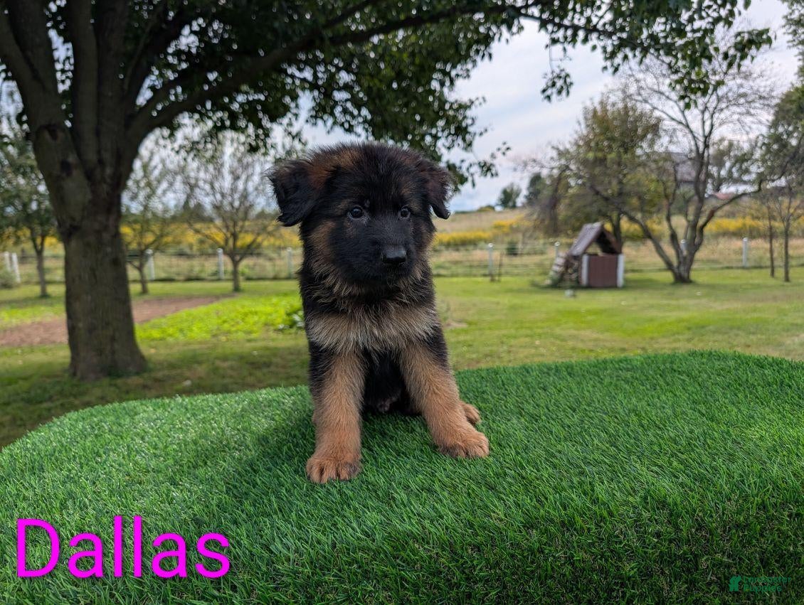 German Shepherd dogs Dallas - Ad 1