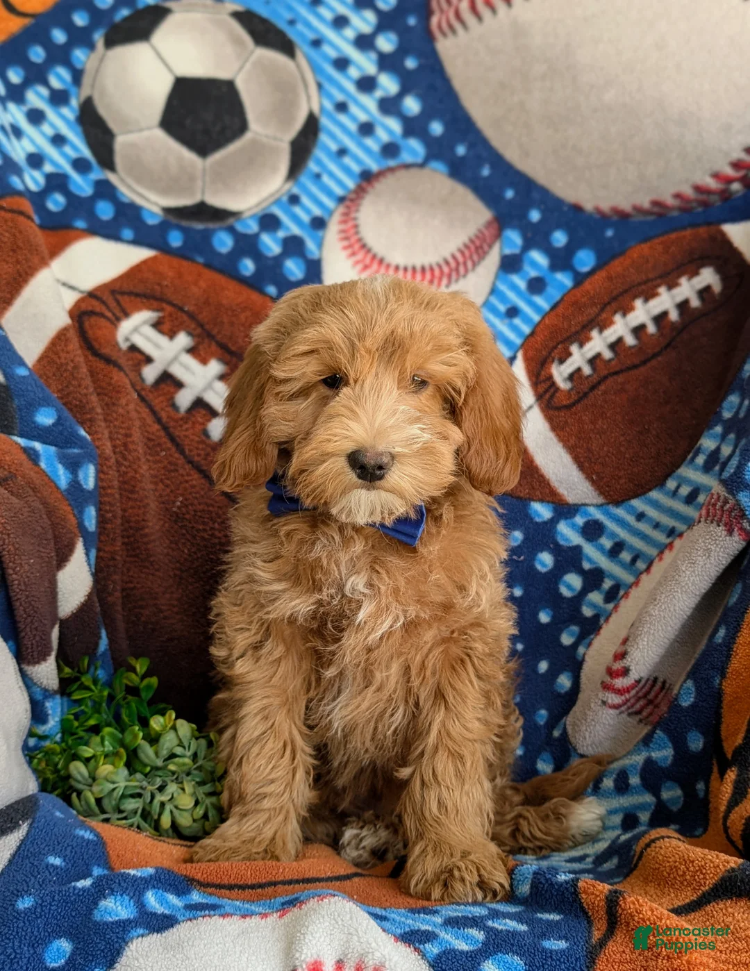 Mini Goldendoodle dogs for sale: Bronco Hypoallergenic - Ad 2