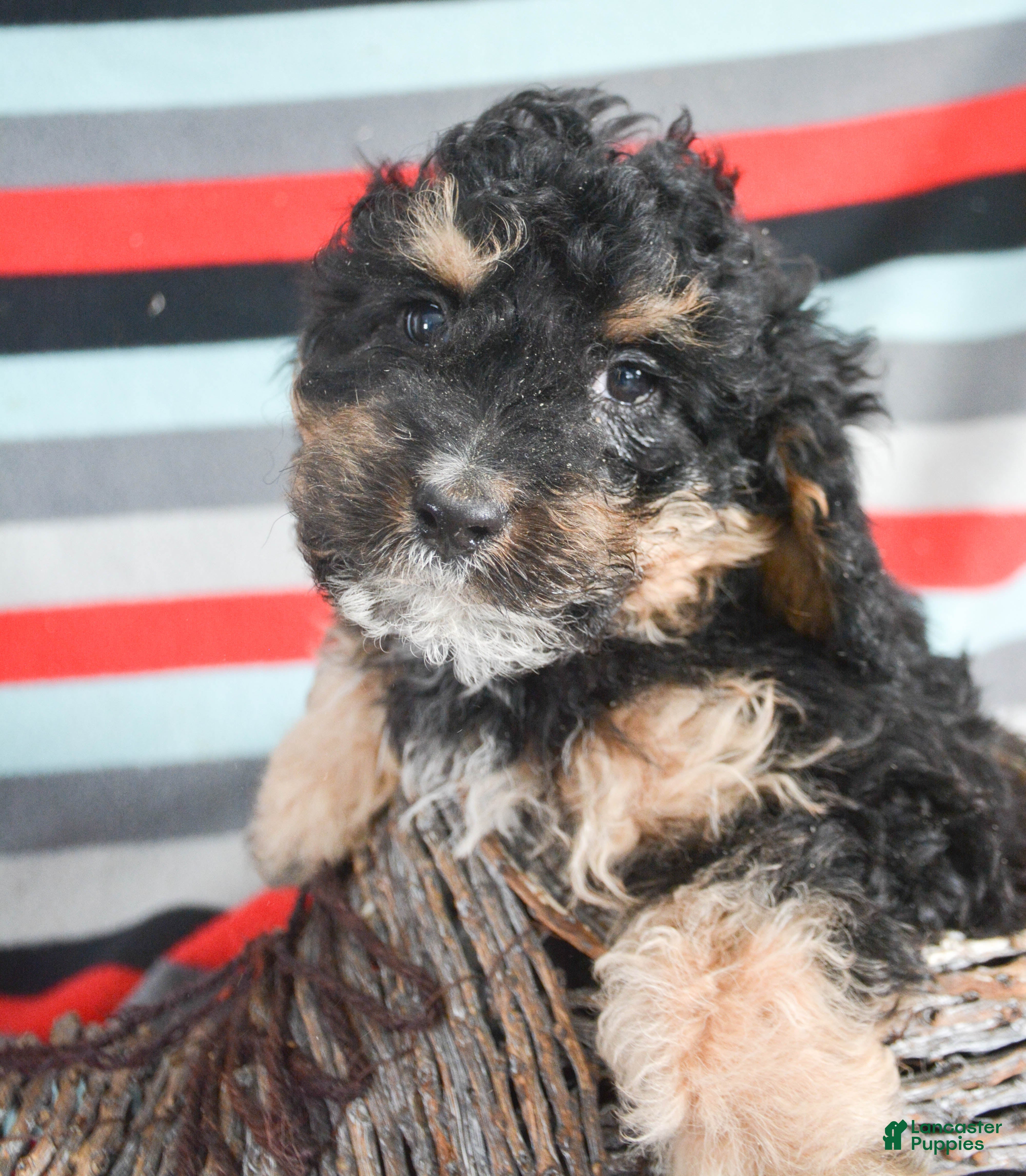 Mini Bernedoodle dogs Micro Bernedoodle Puppy 3 Bernie - Ad 21