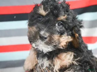 Mini Bernedoodle dogs Micro Bernedoodle Puppy 3 Bernie - Ad 21