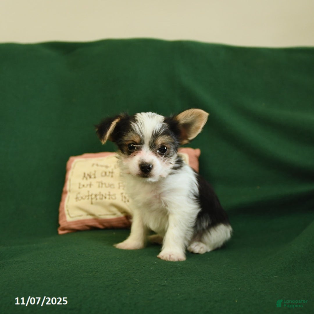 Yorkshire Terrier dogs for sale: Oreo - Ad 7