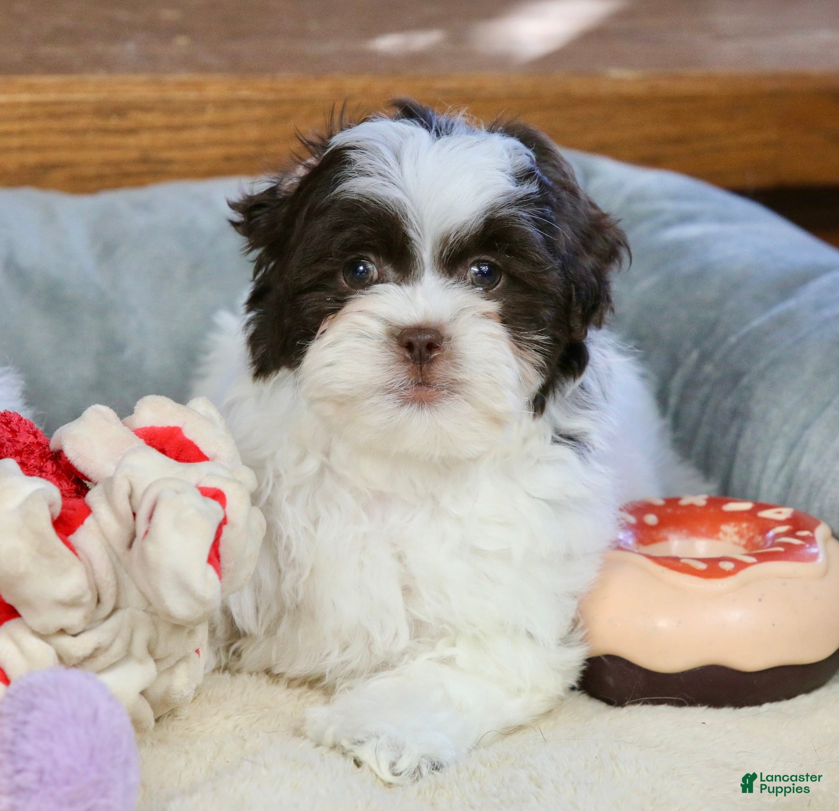 Shihpoo dogs Everlee - Ad 2
