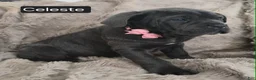 Cane Corso dogs for sale: Celeste - Ad 4