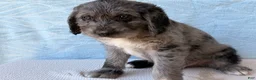 Labradoodle dogs for sale: Labradoodle 2 - Ad 4