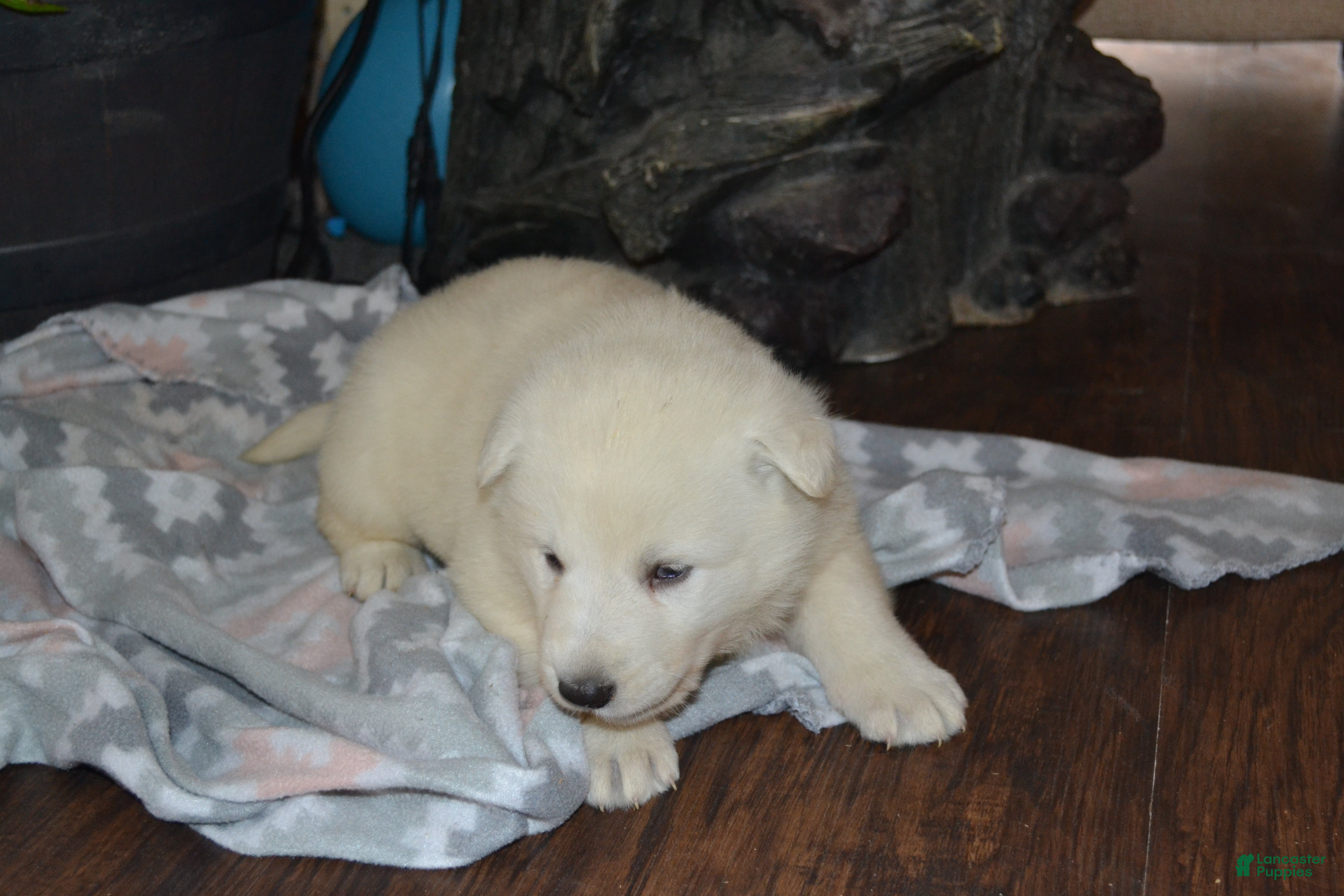 German Shepherd dogs Sasha - Ad 40