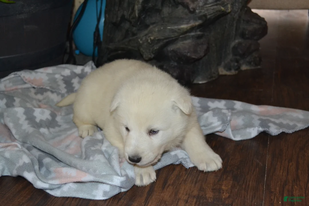 German Shepherd dogs for sale: Sasha - Ad 1