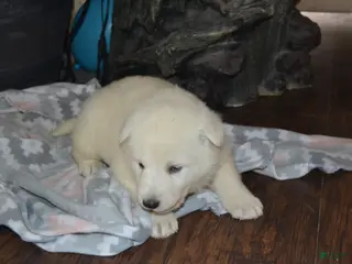 German Shepherd dogs Sasha - Ad 40