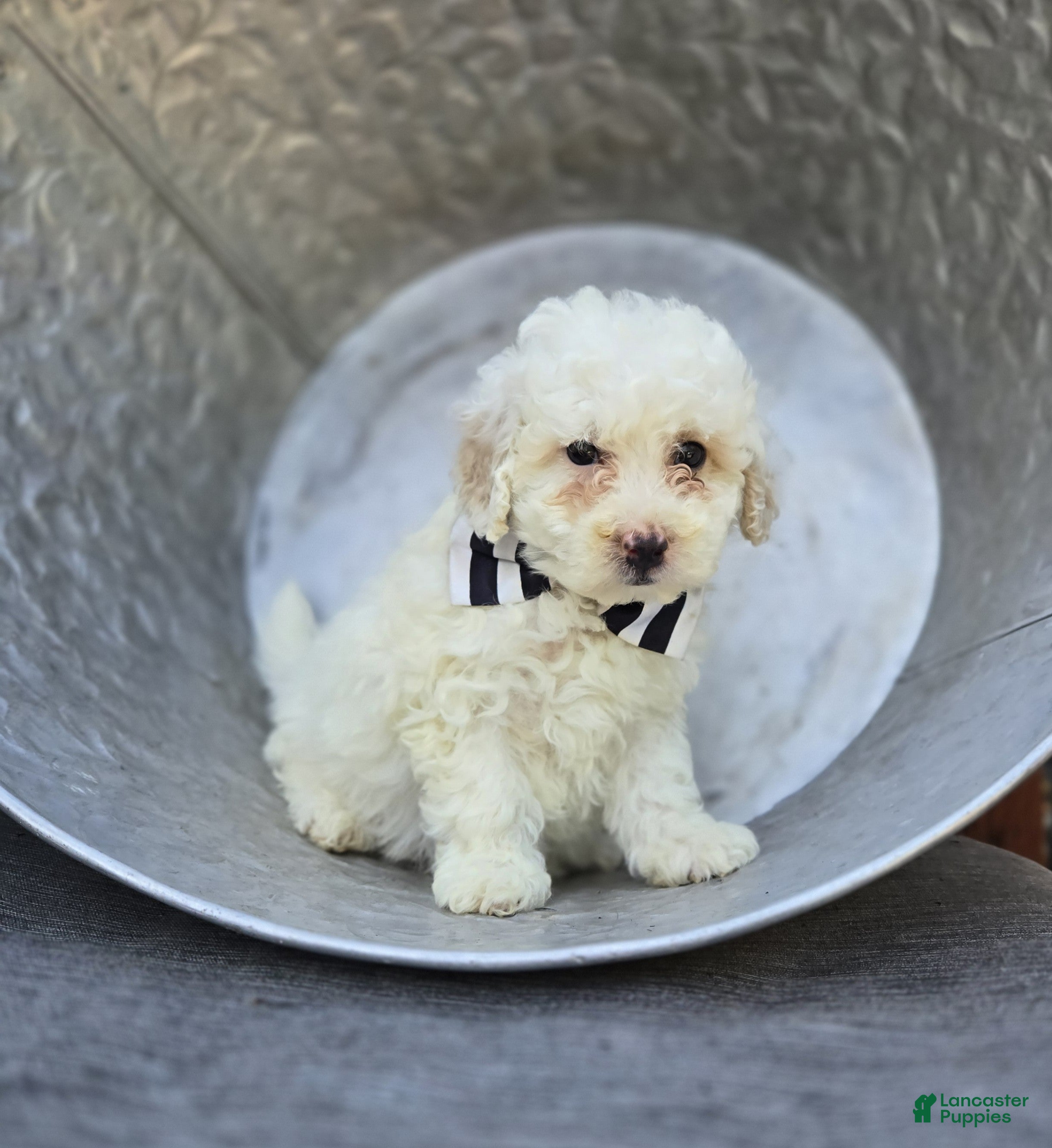 Miniature Poodle dogs Dillon - Ad 1