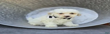 Dillon