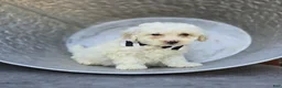 Miniature Poodle dogs for sale: Dillon - Ad 1