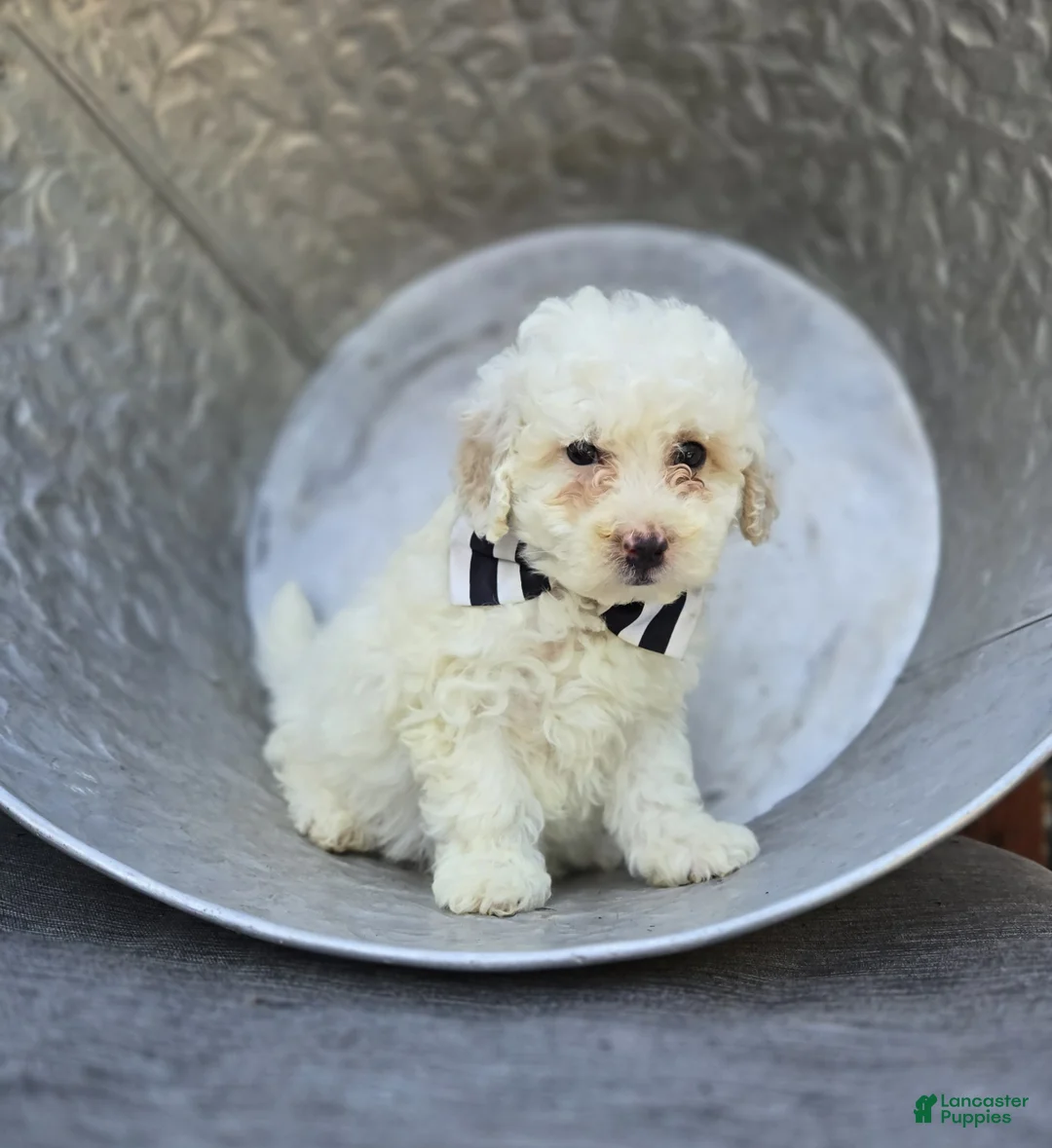 Miniature Poodle dogs for sale: Dillon - Ad 1