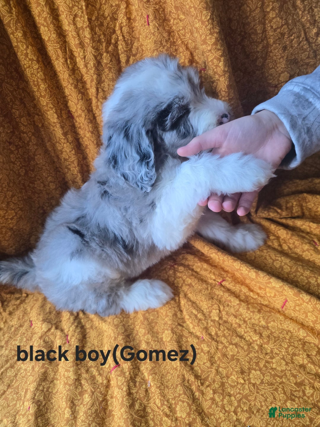 Blue Merle Sheepadoodle Sheepadoodle Breeders Midwest Bailey