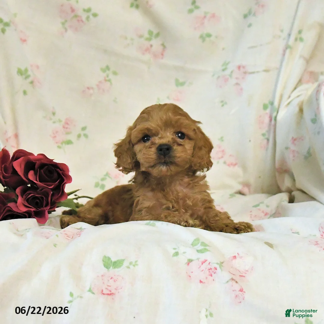 Cockapoo dogs for sale: Curtis - Ad 2