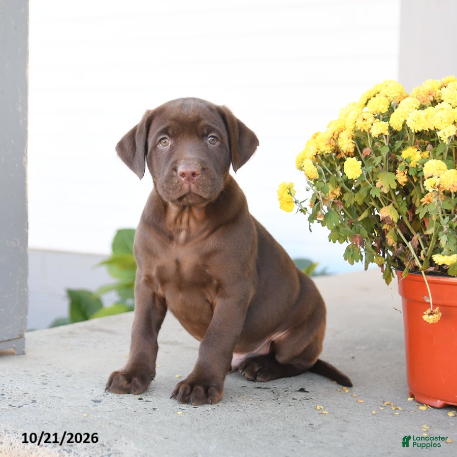Labrador Retriever dogs for sale: Loyal - Ad 1
