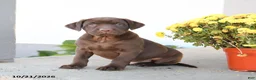 Labrador Retriever dogs for sale: Loyal - Ad 1