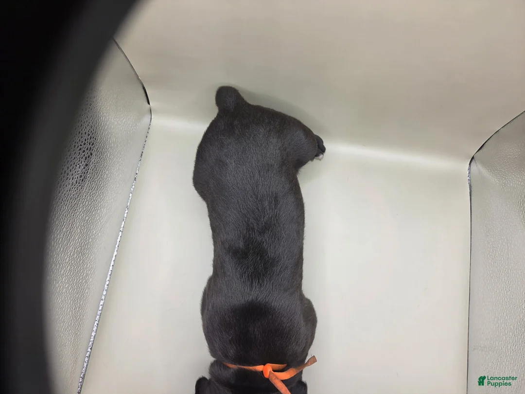 Mixed Breed dogs for sale: Orange - Ad 2