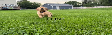 Flint