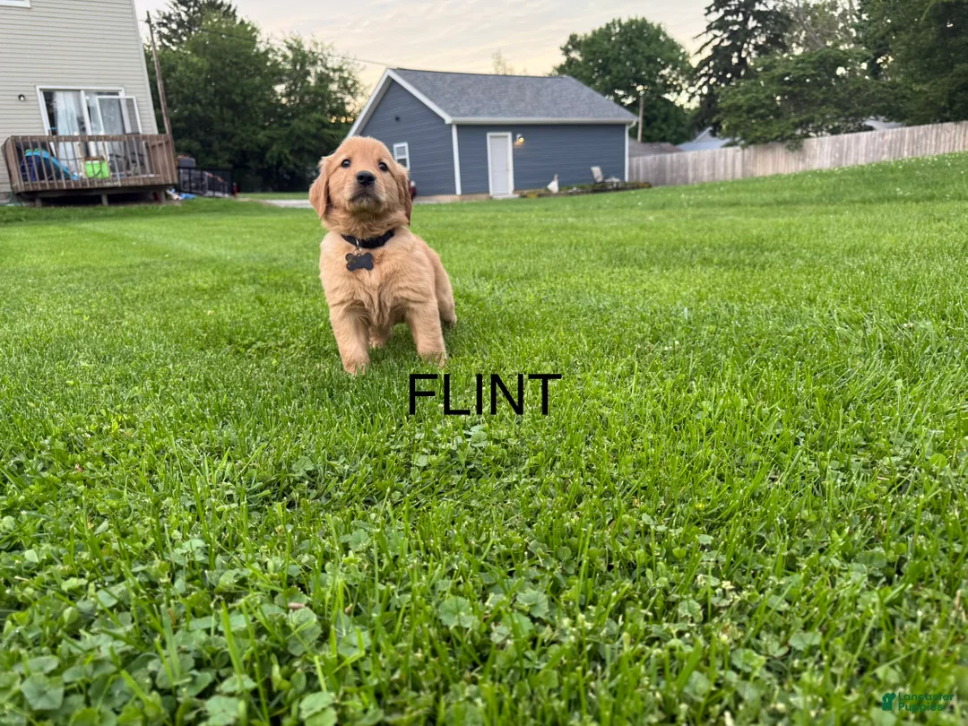 Golden Retriever dogs for sale: Flint - Ad 1