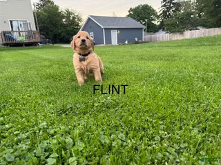 Golden Retriever dogs for sale: Flint - Ad 2