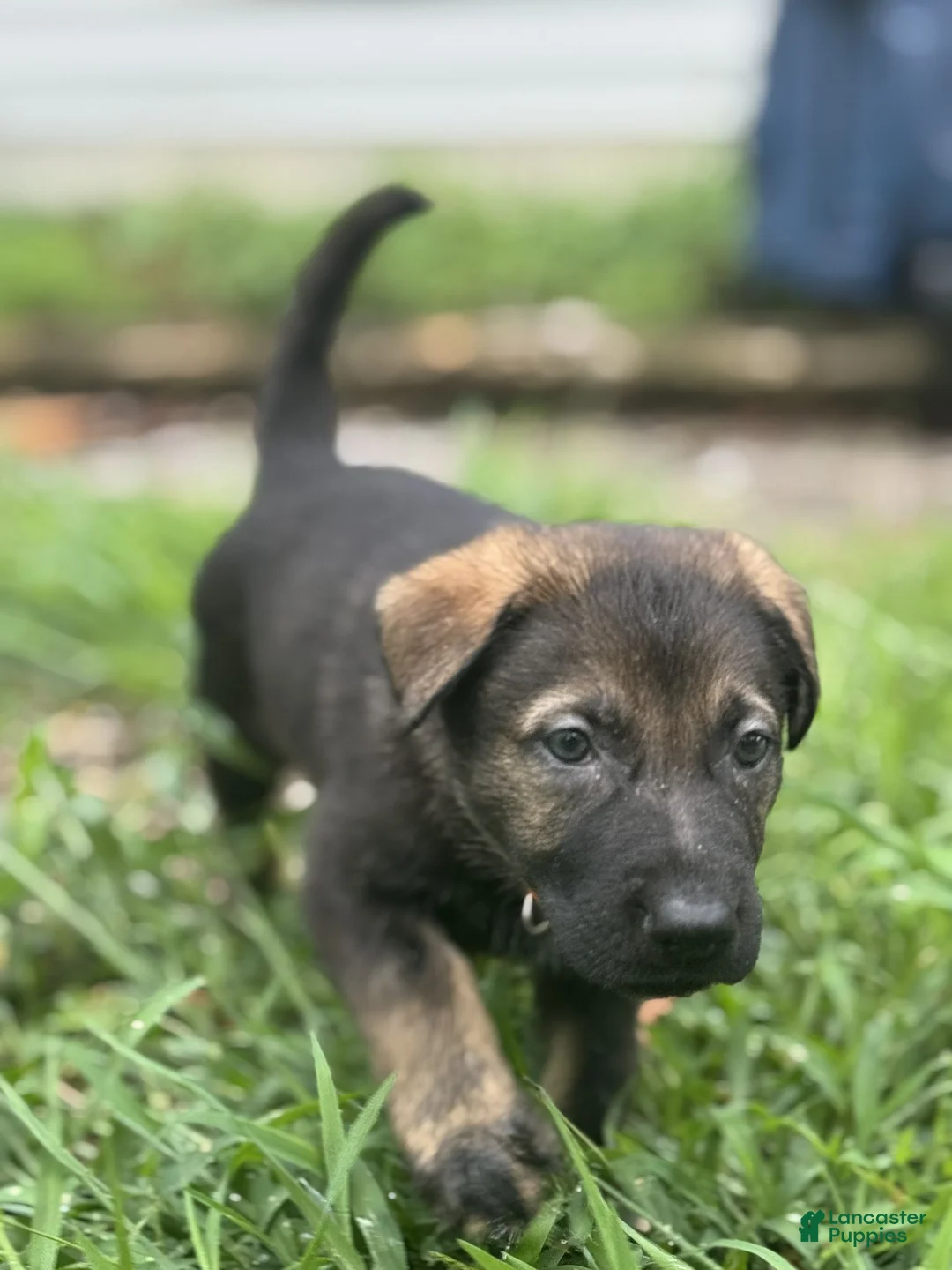 German Shepherd dogs for sale: Orange - Ad 1