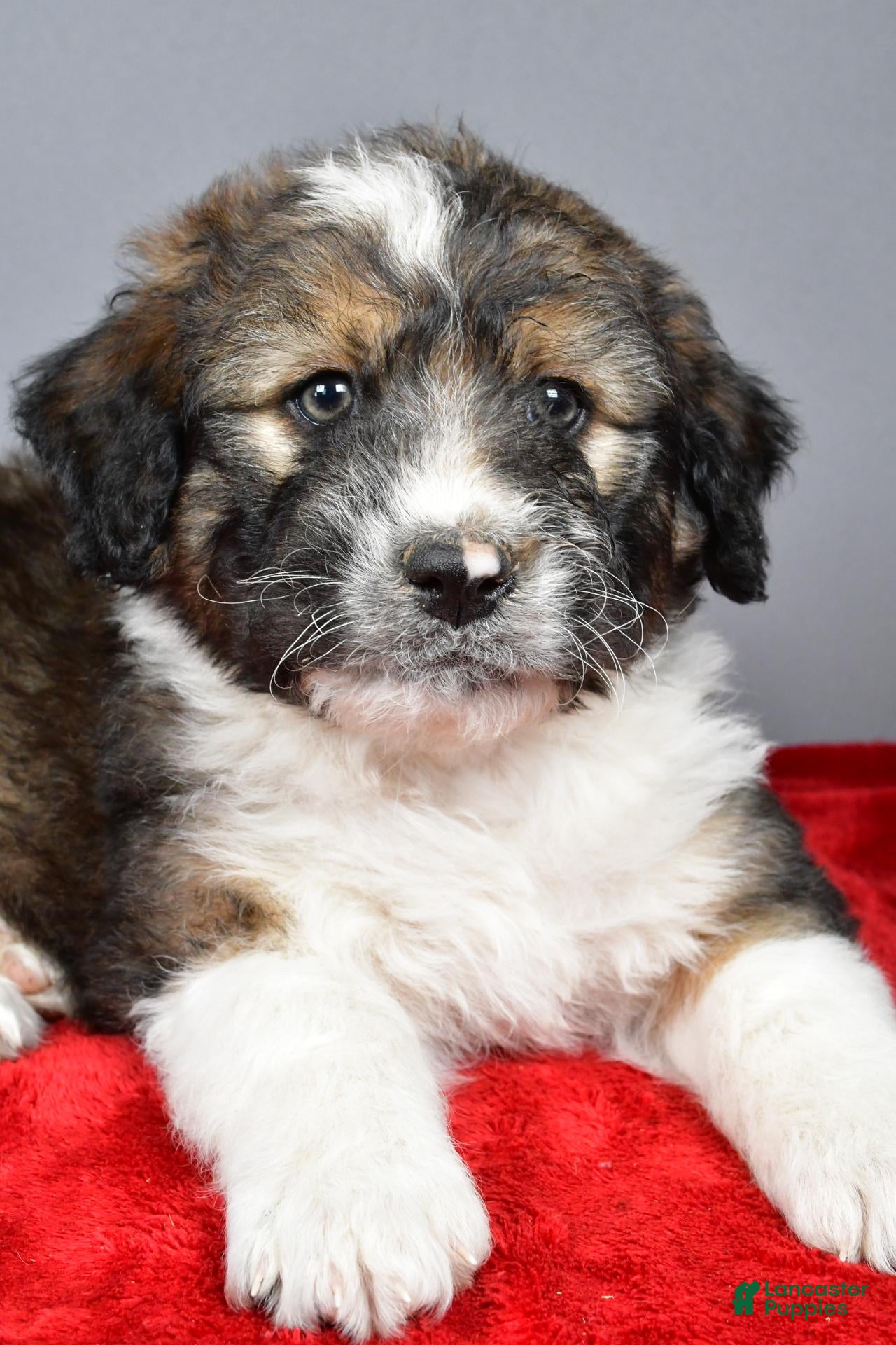 Aussiedoodle dogs for sale: Carter - Ad 2