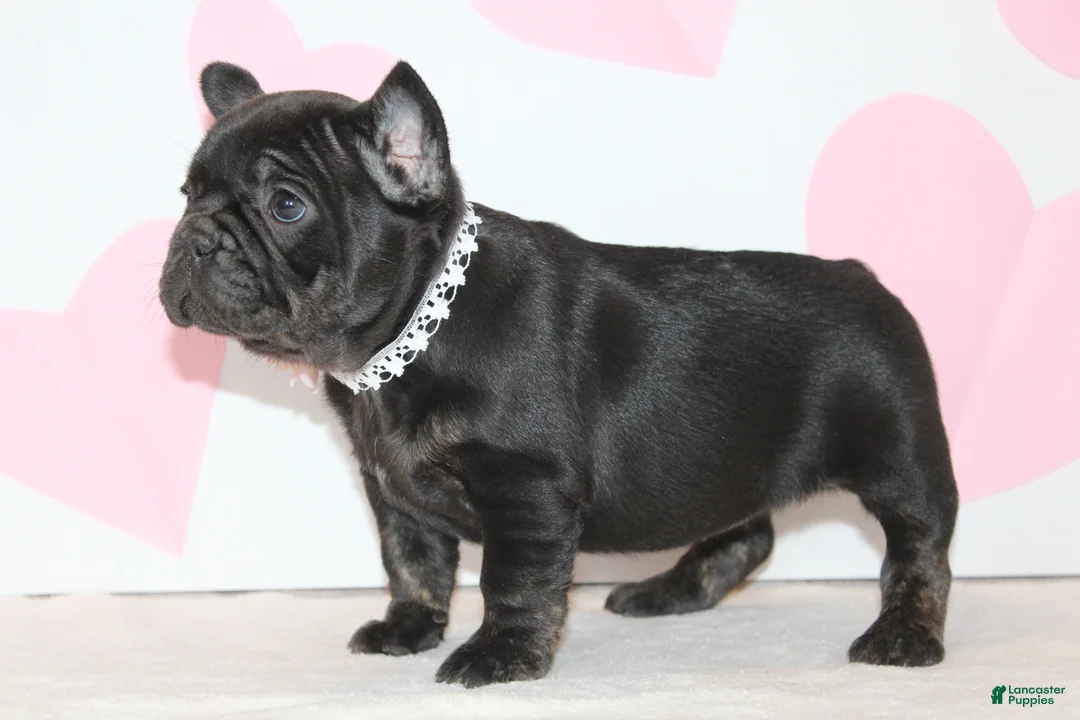 French Bulldog dogs for sale: Sugar - Ad 2