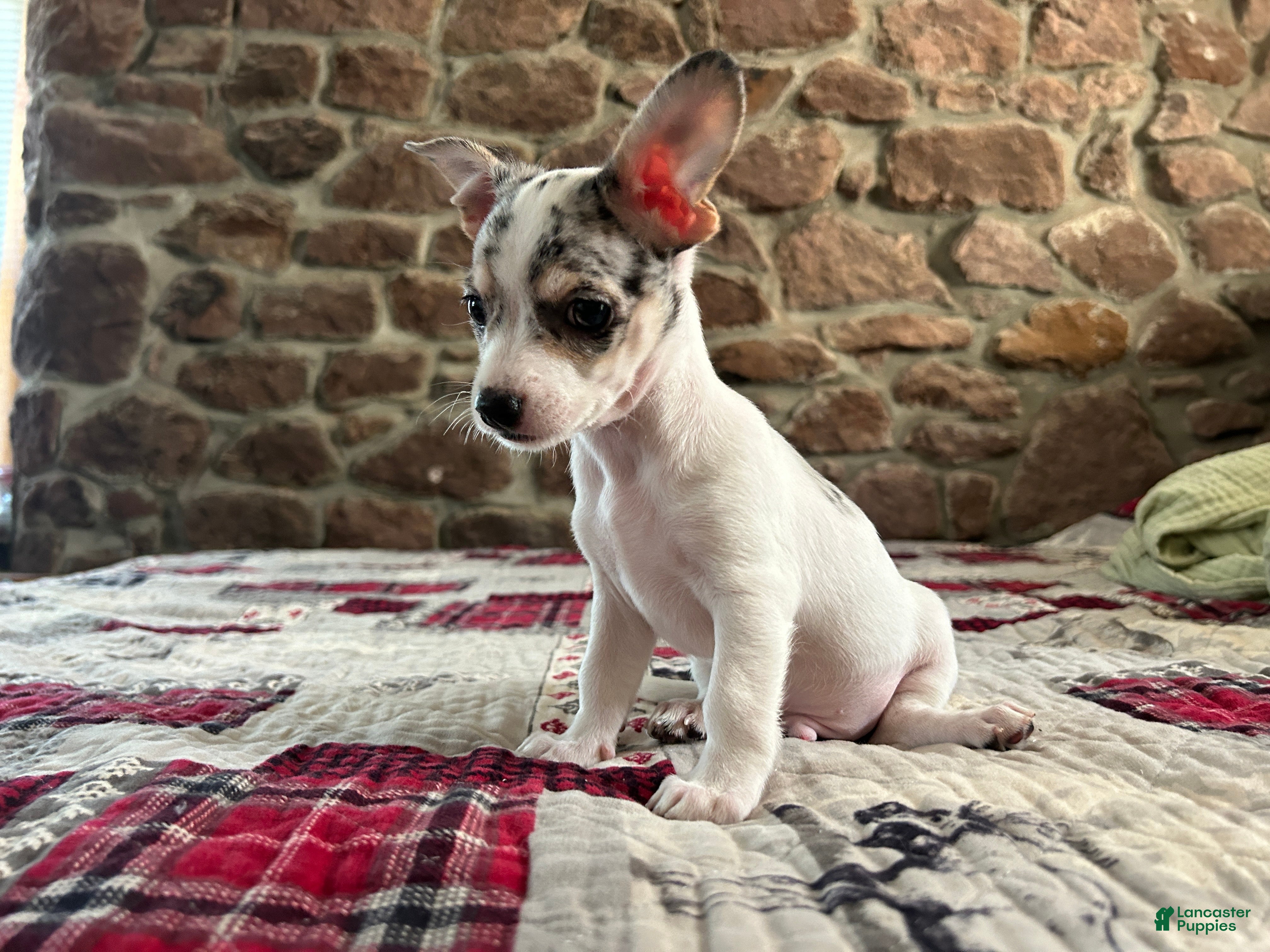 Chihuahua dogs 🐾Bart~Ready Now - Ad 1