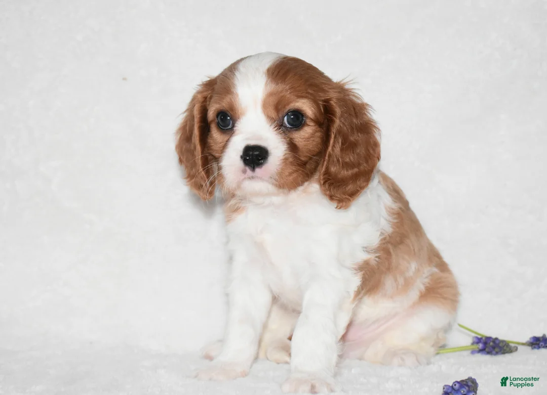 Cavalier King Charles Spaniel dogs for sale: Romeo  - Ad 2