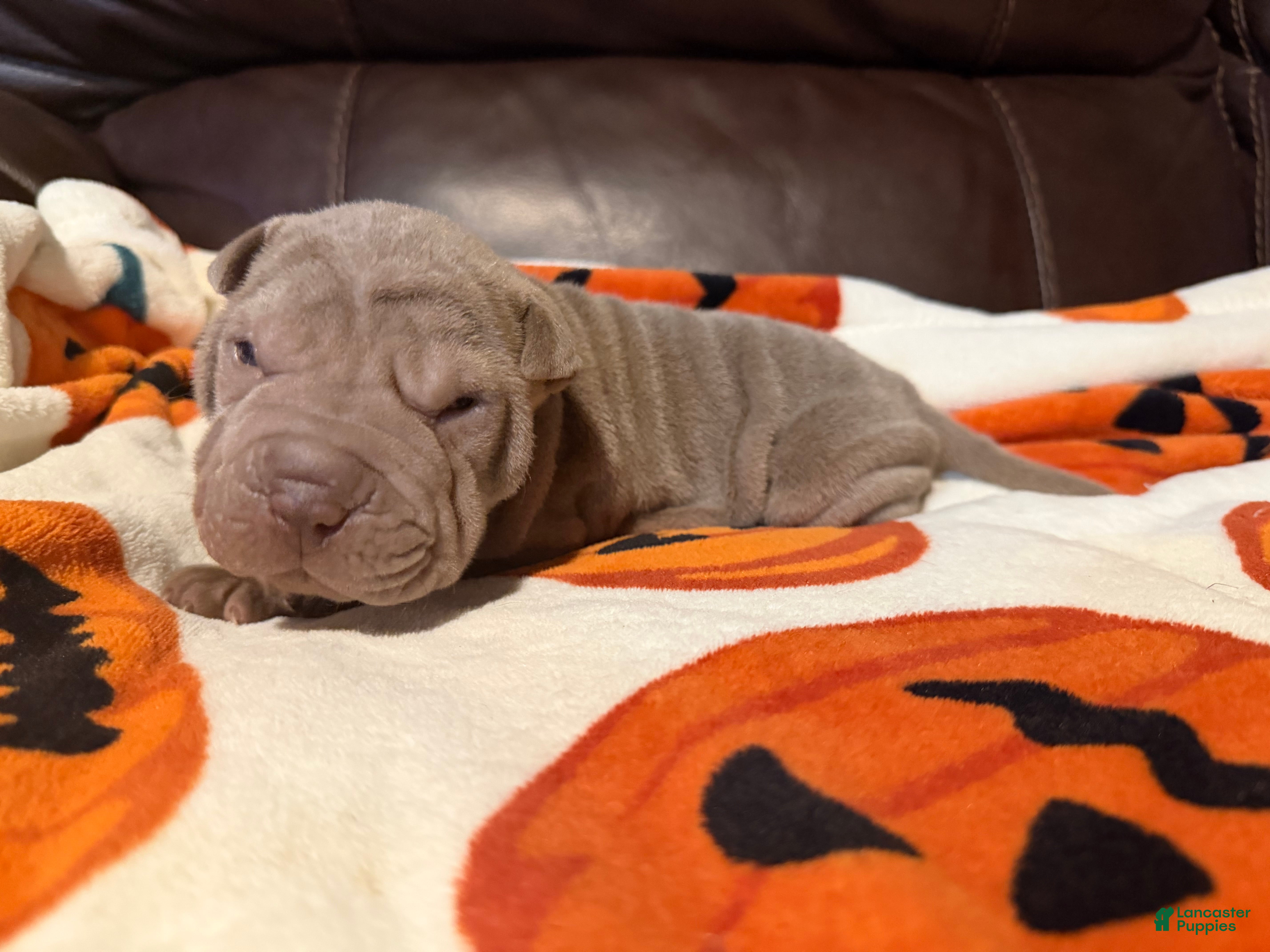 Shar Pei dogs for sale: Pistachio - Ad 2