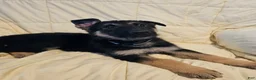 German Shepherd dogs for sale: Gray Collar - Ad 2