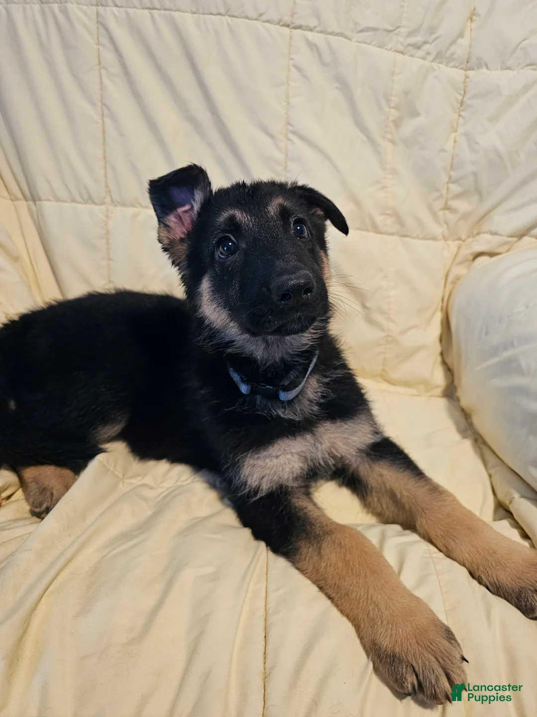 German Shepherd dogs for sale: Gray Collar - Ad 2
