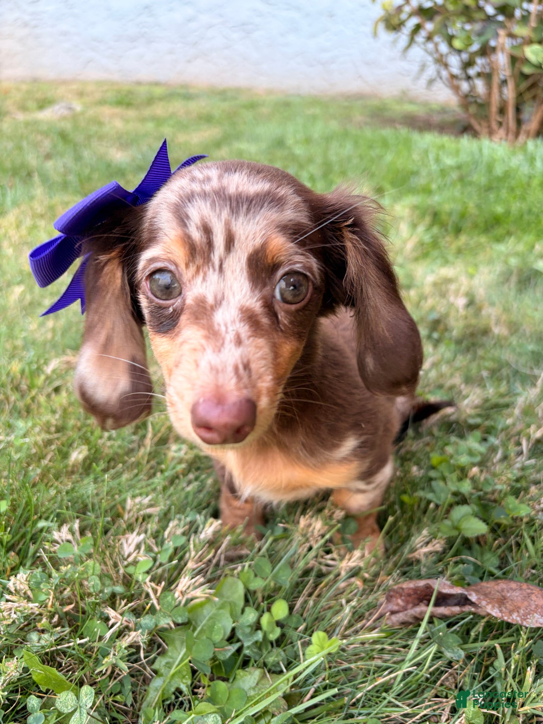 Miniature Dachshund dogs for sale: Pumpkin - Ad 3