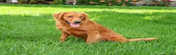 Golden Retriever dogs for sale: Breeze - Ad 4