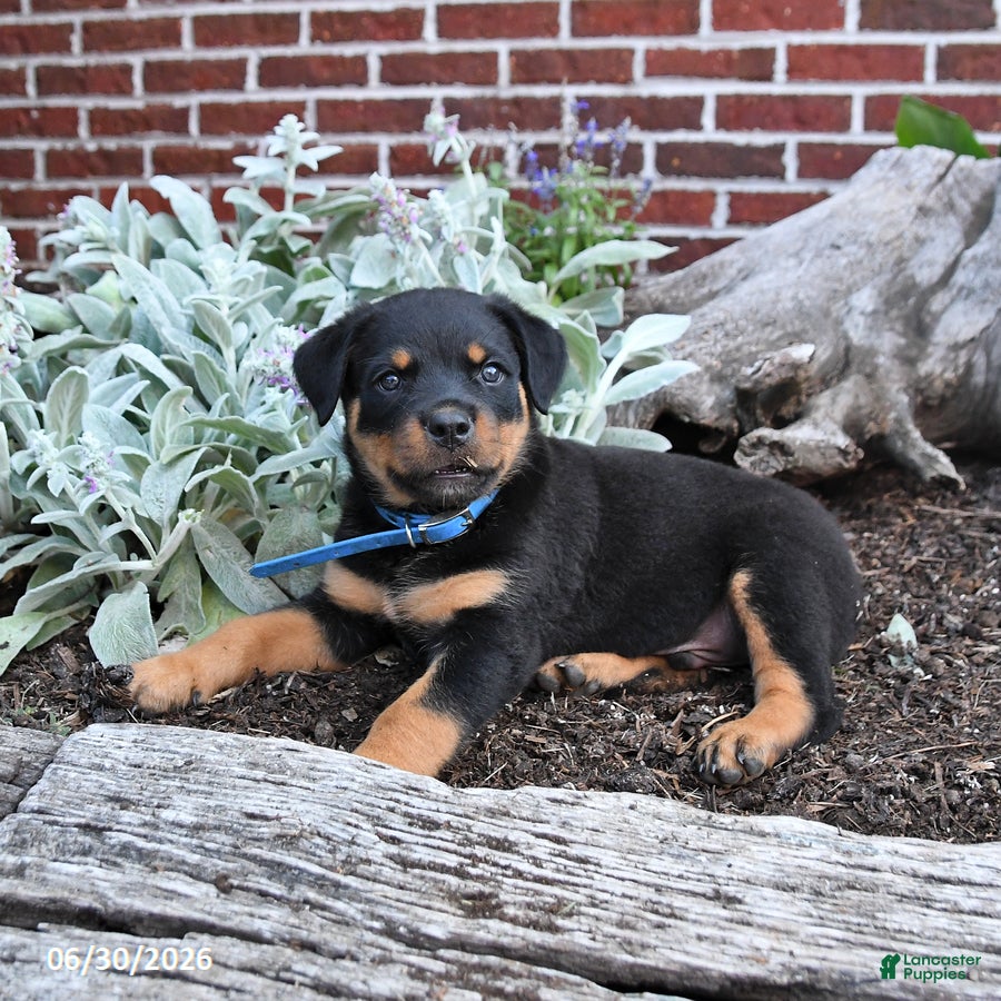 Rottweiler dogs Beau - Ad 2